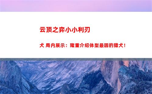 云顶之弈小小利刃犬 局内展示：隆重介绍体型最圆的猎犬！