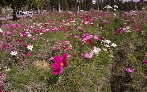 伊犁师范学院校园网-伊犁师范大学有没有心理学专业