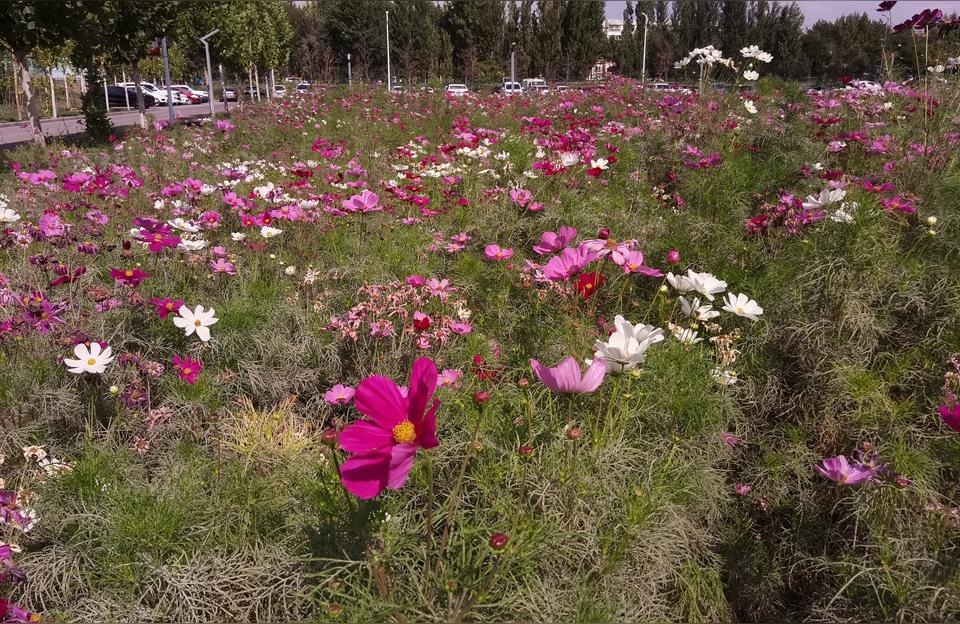 伊犁师范学院校园网-伊犁师范大学有没有心理学专业