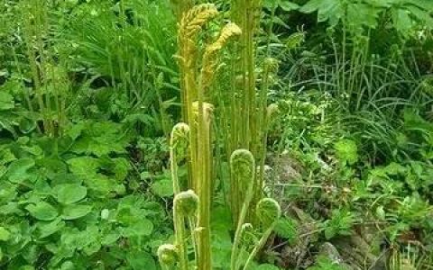 2022年蕨菜市场价格-红毛蕨菜可以吃吗