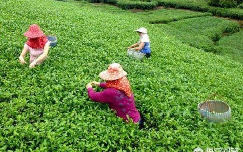 2022年白毫银针茶青价格-如何看今年福鼎白茶茶青价格