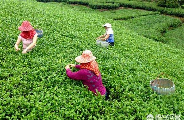 022年白毫银针茶青价格-如何看今年福鼎白茶茶青价格"