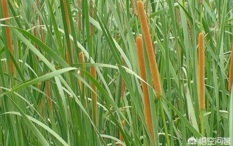 2022年蒲菜市场价格-2022年2月甘蓝价格