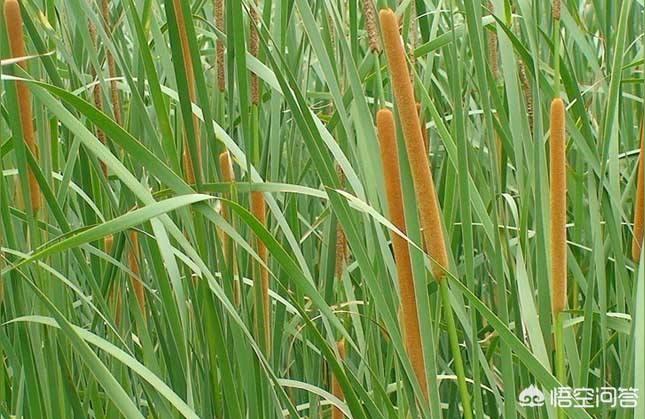 022年蒲菜市场价格-2022年2月甘蓝价格"
