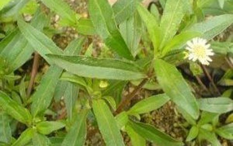 2022年旱莲草价格-墨旱莲种植成本与收益