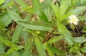 022年旱莲草价格-墨旱莲种植成本与收益"