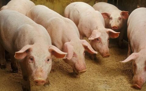2022年肉类价格-猪肉板块近半个月蒸发2300亿
