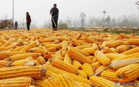 2022年现在的玉米价格是多少钱-你们认为还有多少上涨或者下跌空间