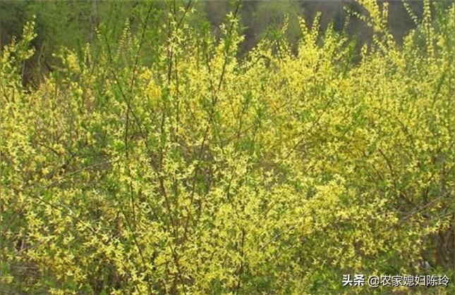 022年连翘价格-中药连翘市场价多少钱一公斤"