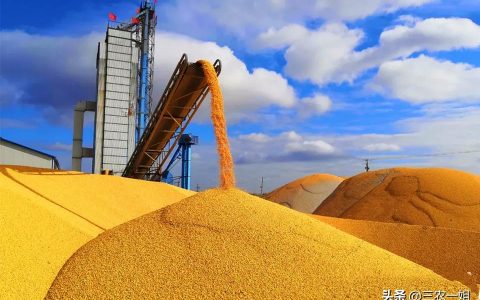 2022年今天的玉米价格-9月9日全国生猪玉米小麦挂牌收购价更新