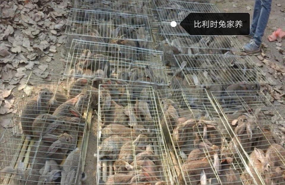 022年种兔价格-种兔多少钱一对"